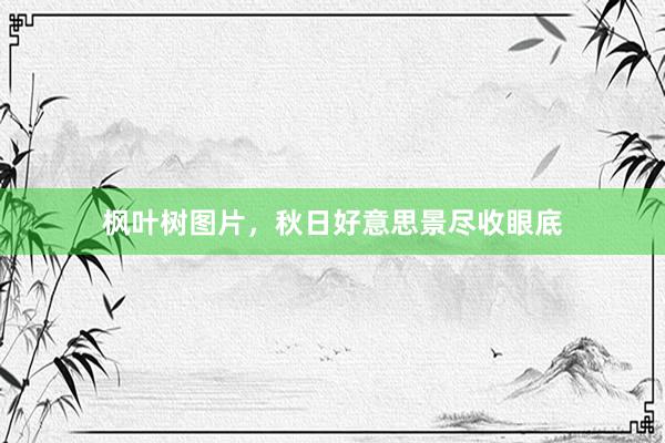 枫叶树图片，秋日好意思景尽收眼底