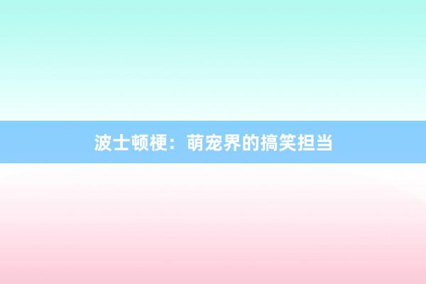 波士顿梗：萌宠界的搞笑担当